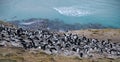 Rockhopper Penguin Colony - Falklands Royalty Free Stock Photo