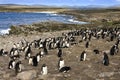 Rockhopper Penguin colony - Pebble Island - Falkland Islands Royalty Free Stock Photo