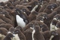 Rockhopper Penguin creche - Falkland Islands Royalty Free Stock Photo