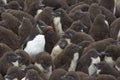 Rockhopper Penguin creche - Falkland Islands Royalty Free Stock Photo