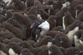 Rockhopper Penguin creche - Falkland Islands Royalty Free Stock Photo