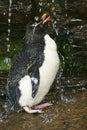 Rockhopper penguin (Eudyptes chrysocome) Royalty Free Stock Photo