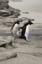 Rockhopper penguin (Eudyptes chrysocome) Royalty Free Stock Photo