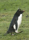 Rockhopper penguin (Eudyptes chrysocome) Royalty Free Stock Photo