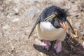 Rockhopper Penguin (Eudyptes chrysocome) looking up Royalty Free Stock Photo