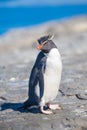 Rockhopper Penguin (Eudyptes chrysocome) on rocks by Ocean in c Royalty Free Stock Photo