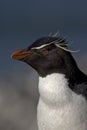 Rockhopper penguin, Eudyptes chrysocome Royalty Free Stock Photo