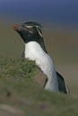 Rockhopper penguin, Eudyptes chrysocome Royalty Free Stock Photo