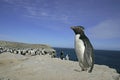 Rockhopper penguin, Eudyptes chrysocome Royalty Free Stock Photo