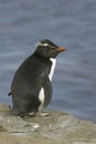 Rockhopper penguin, Eudyptes chrysocome Royalty Free Stock Photo