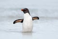 Rockhopper penguin, Eudyptes chrysocome, swimming in the sea wave, through the ocean with open wings, Falkland Island