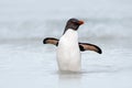 Rockhopper penguin, Eudyptes chrysocome, swimming in the sea wave, through the ocean with open wings, Falkland Island