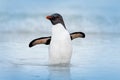 Rockhopper penguin, Eudyptes chrysocome, swimming in the water, flight above waves. Black and white sea bird, Sea Lion Island, Fa