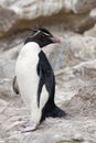 Rockhopper Penguin - Falkland Islands Royalty Free Stock Photo