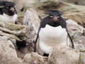 Rockhopper penguin on Falklands Royalty Free Stock Photo