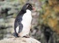 Rockhopper penguin on Falklands Royalty Free Stock Photo