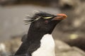 ROCKHOPPER PENGUIN HEAD Royalty Free Stock Photo