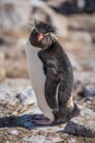 Rockhopper penguin looking over shoulder in sunshine