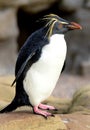 Rockhopper Penguin Portrait
