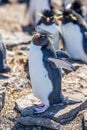 Rockhopper Penguin posing on rock in colony. Royalty Free Stock Photo