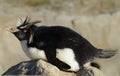 Rockhopper Penguin On Rock