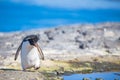 Rockhopper Penguin by Rock Pool on cliff top. Royalty Free Stock Photo