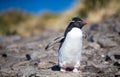 Rockhopper Penguin on rocks at colony, Bleaker Island, Falklands Royalty Free Stock Photo