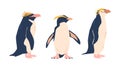 Rockhopper Penguin Species, Known For Their Distinctive Yellow Eyebrows, Are Agile, Coastal Birds, Vector Illustration