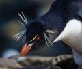 Rockhopper penguin with spiked yellow plumes, on New Island, Falklands Royalty Free Stock Photo