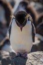 Rockhopper penguin standing on rock looking down Royalty Free Stock Photo