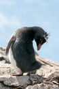 Rockhopper penguin turns its head, Falkland Island Royalty Free Stock Photo