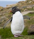 Rockhopper Penguin with Wings Open Royalty Free Stock Photo