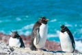 Rockhopper penguins