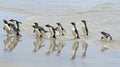 Rockhopper penguins (Eudyptes chrysocome) Royalty Free Stock Photo