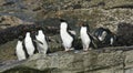 Rockhopper penguins (Eudyptes chrysocome) Royalty Free Stock Photo