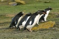 Rockhopper penguins (Eudyptes chrysocome) Royalty Free Stock Photo