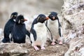 Rockhopper penguins - Eudyptes chrysocome - in colony on rockbound coast, New Island, Falkland Islands