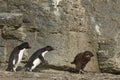 Rockhopper Penguins - Falkland Islands