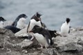 Rockhopper penguins on Falkland Islands