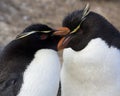 Rockhopper Penguins - Falkland Islands