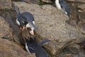 Rockhopper Penguins - Falkland Islands