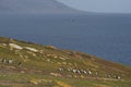 Rockhopper Penguins - Falkland Islands