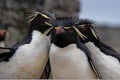 Rockhopper Penguins in the Falkland Islands