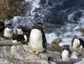 Rockhopper Penguins on Pebble Island in The Falkland Islands