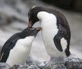 Rockhopper Penguins preening