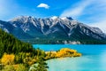 The Rockies of Canada. The emerald water of Abraham lake is surrounded by evergreen coniferous forests. Concept of active,