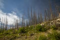 The Rockies. Fire Damage along the Medicine lake  Jasper National Park, Alberta, Canada, North America Royalty Free Stock Photo