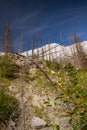 The Rockies. Fire Damage along the Medicine lake  Jasper National Park, Alberta, Canada, North America Royalty Free Stock Photo