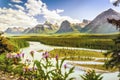 Rockies mountain, Athabasca river and Great Nothern Aster flower