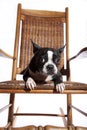 Rocking Boston terrier Royalty Free Stock Photo